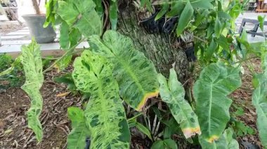 Serada yetişen bir bitkinin zaman aşımı