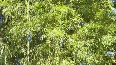 Bambu ağaçları usulca rüzgarda sallanıyor.