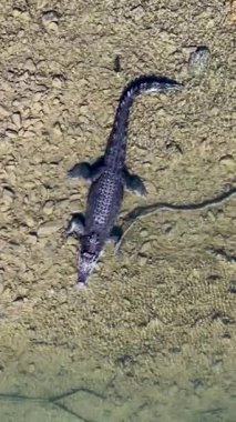 Tuzlu su timsahı, Port Douglas 'taki temiz nehir sularında süzülür. Yukarıdan sürekli drone görüntüleriyle yakalanır.