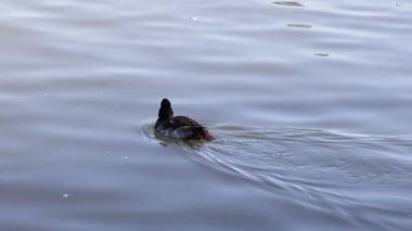 Tek bir ördek sakin bir gölün üzerinde huzur içinde süzülür..