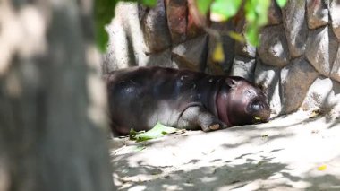 Pigme su aygırı gölgeli hayvanat bahçesinde dinleniyor.