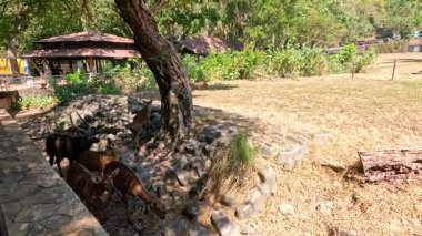 Nyala, Chonburi 'de bir ağacın altında otluyor.