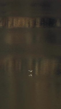 Kuşlar sakin bir gölün üzerinde süzülür, alacakaranlığın yumuşak ve ılık tonlarını yansıtırlar. Nazik kamera hareketi huzurlu atmosferi güçlendirir.