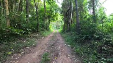 Huzurlu bir orman yolunda ilerleme