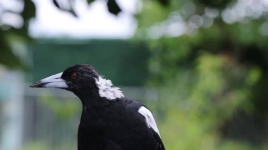 Doğal ortamda saksağan, etrafa bakıyor.