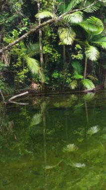 Daintree Yağmur Ormanı 'ndaki yemyeşil ve sakin suları çeken hava görüntüleri canlı yeşillikler ve sakin yansımalar sergiliyor.