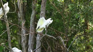 Kakadu havalanıyor ve ağaçların arasında uçuyor
