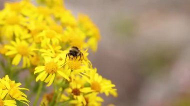 sarı çiçek nektarı toplamak arı