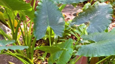 Chonburi, Tayland 'da yemyeşil taro bitkileri.