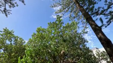 Kıyı rüzgarında sallanan çam ağaçları