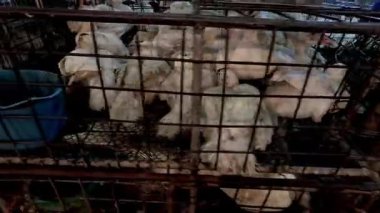 Ördekler kafeste, muhtemelen satılık..