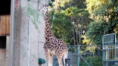 Zürafa uzun bir bitkiden yapraklar yiyor.