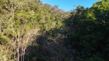 Yoğun orman tepe örtüsünün havadan görünüşü. Güneş ışığı gölgelerini düşürüyor. Bir dron tarafından sürekli yukarı doğru çekiliyor.