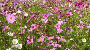 Canlı kozmos çiçekleri yemyeşil tarlalarda açar.