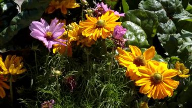 Çiçekler yemyeşil bir bahçede