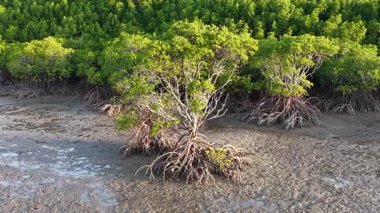 İnsansız hava aracı görüntüleri Port Douglas 'taki gür mangrovları ve gelgit düzlüklerini yakalıyor, doğal güzellikleri ve huzurlu manzaraları sergiliyor.