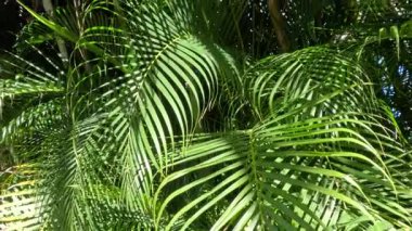 Berrak mavi gökyüzünün altında yemyeşil palmiye ağaçları