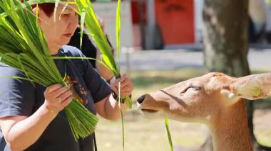 Meraklı bir geyiğe ot yediren kişi