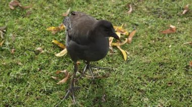 Esmer Moorhen otlakta avlanıyor.
