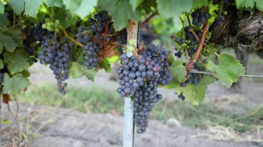 Üzüm bağlarında birbirine yakın komşu kıtalar,