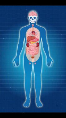 Animasyon, insan anatomisini vurgular, sindirim sisteminin içindeki pankreasa doğru yaklaşır, mavi ızgara arka plan kullanır.