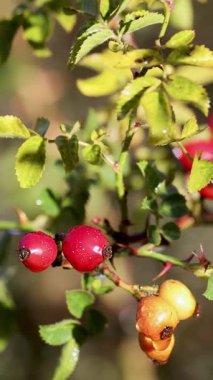 Bir çalılıkta canlı gül ağacı meyveleri, sığ bir tarla derinliğinde parlak güneş ışığına yakalanmış.