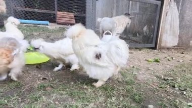 Tavuklar ve keçiler yeşil bir nesnenin etrafında etkileşim halindeler..