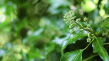 Sarmaşık tomurcuklarına ve yapraklarına yakın çekim
