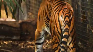 Bir kaplan etrafından dolaşır.