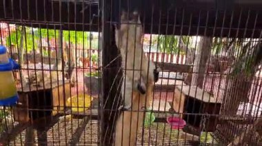 Ayutthaya 'da bir kafese giren sincap.