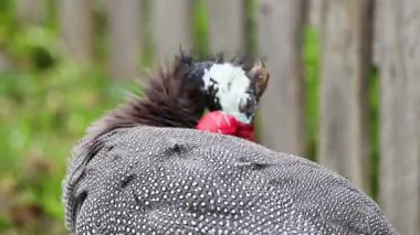 Gine baykuşunun tüyleri doğal bir ortamda.