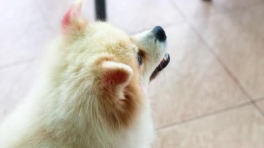 Turuncu elbiseli bir Pomeranian, sahibine fayanslı bir verandada, neşeli ve sevecen bir ruh hali sergiliyor.