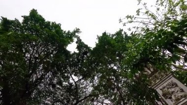 Hanoi tapınağındaki yemyeşil ve canlı çiçekler.