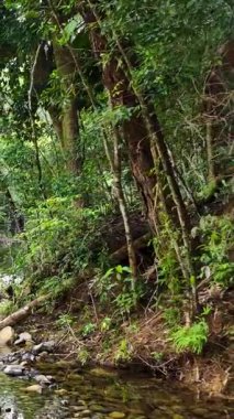 Sakin bir nehir, Avustralya 'nın Port Douglas kentindeki yumuşak, doğal ışıklandırma altında canlı yeşillikleri yansıtan yoğun yağmur ormanları boyunca kıvrılır.
