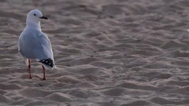 Martı ayakta kum plajındaki