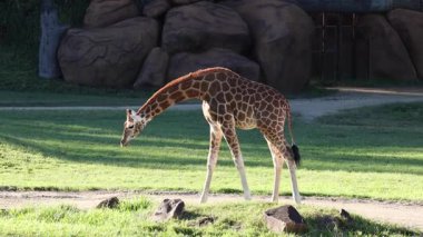 Zürafa çimenlerde otlamak için eğilir.