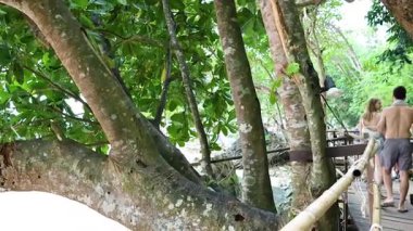 Tayland 'da yemyeşil orman yürüyüşü yapan insanlar.