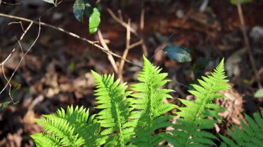 Canlı yeşil eğreltiotlarının yanında çırpınan bir kuş güneşli bir ormanda doğal güzellik ve sükunet sergiliyor.