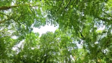 Ağaç dalları ve yaprak manzarası