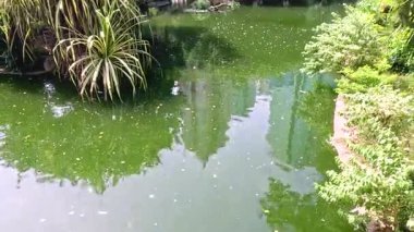 Bereketli yeşillik sakin bir şehir göletini çevreledi