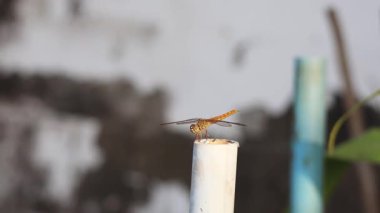 Yusufçuk yaklaşıyor ve beyaz bir direğe konuyor.