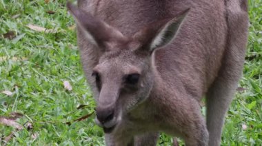 Bir kanguru hareket eder ve sakince çimenlerde otlar..