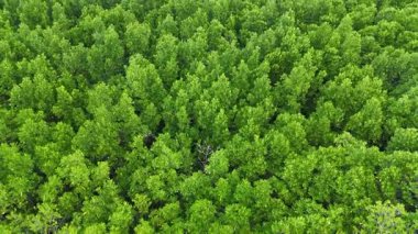 Drone görüntüleri, Avustralya 'nın Port Douglas kentindeki yoğun, canlı yeşil mangrov örtüsünü yumuşak doğal ışık altında yakar.