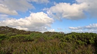 Parlak mavi gökyüzünün altında yemyeşil