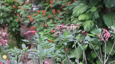 Serin bir bahçede açan çiçeklerin hızlandırılmış hali