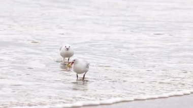 İki kırmızı gagalı martı kıyı boyunca şakalaşarak yürüyor. Bulutlu aydınlatma sakin bir kıyı atmosferi yaratır
