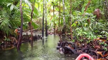 Serin bir kano yolculuğunda yemyeşil mangrovları keşfediyorum.