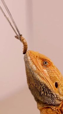 Sakallı bir ejderha merakla cımbızla sıkı sıkıya tutulan süper solucana uzanır.