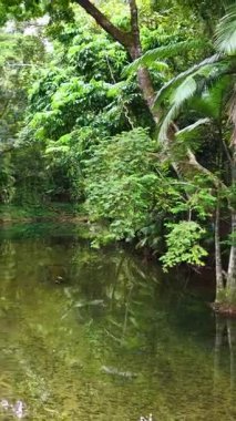 Avustralya 'nın Port Douglas kentindeki yoğun ve canlı bir yağmur ormanının içinden sakin bir dere akar. Yumuşak doğal ışık huzurlu atmosferi güçlendirir.