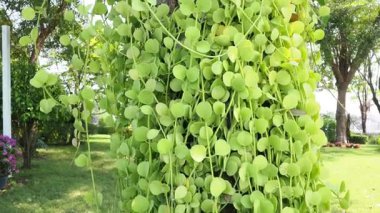 Rüzgarda sallanan yapraklar ve dallar.